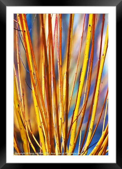 Coloured sticks Framed Mounted Print by Doug McRae
