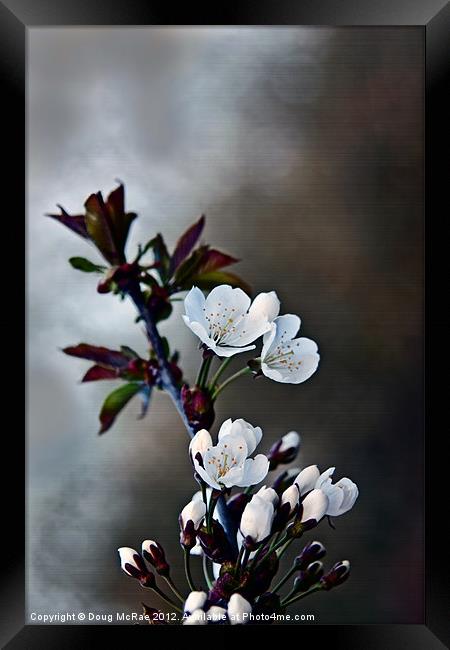 Spring Blossom Framed Print by Doug McRae