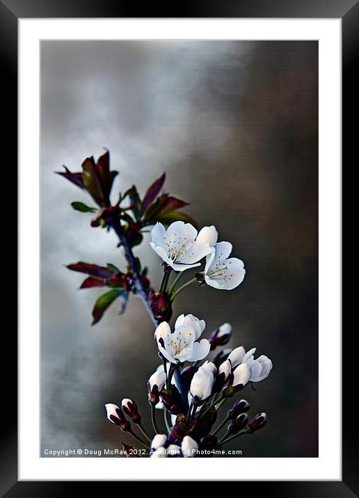 Spring Blossom Framed Mounted Print by Doug McRae