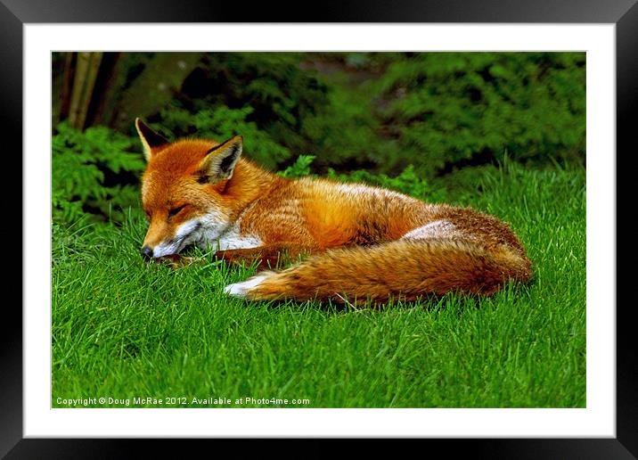 Rest time Framed Mounted Print by Doug McRae