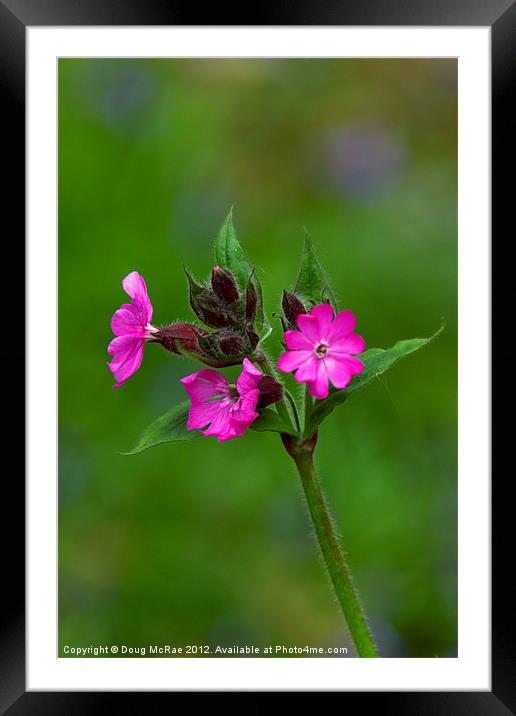 Wildflower Framed Mounted Print by Doug McRae