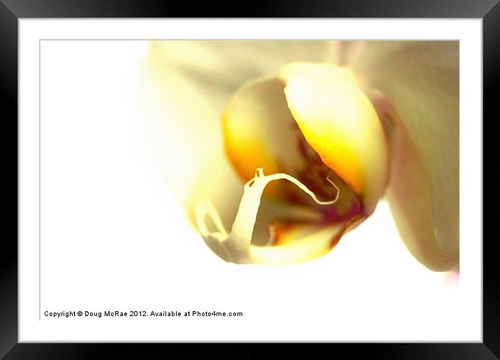 Orchid Framed Mounted Print by Doug McRae