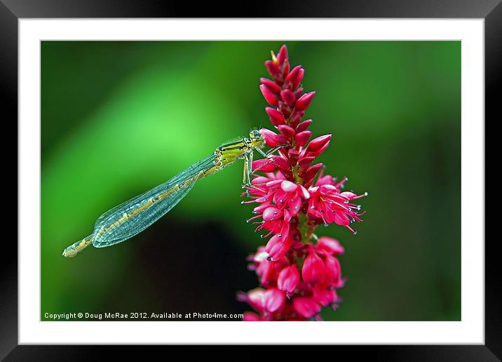 Damselfly Framed Mounted Print by Doug McRae