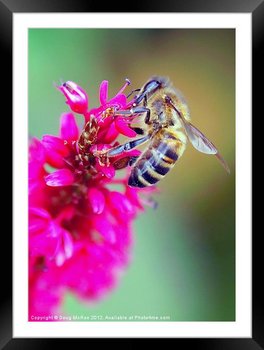Bee Framed Mounted Print by Doug McRae