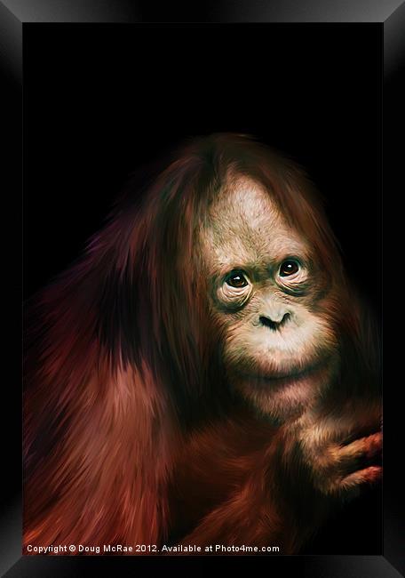 Orangutan Framed Print by Doug McRae