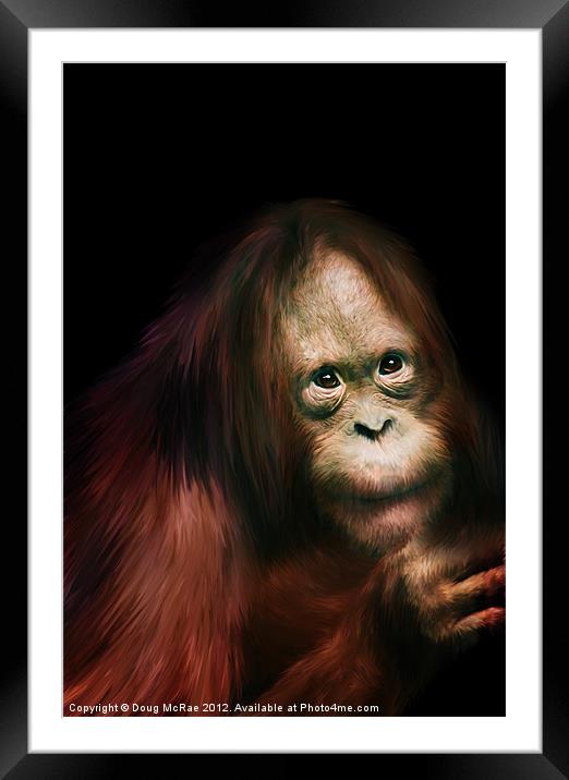 Orangutan Framed Mounted Print by Doug McRae