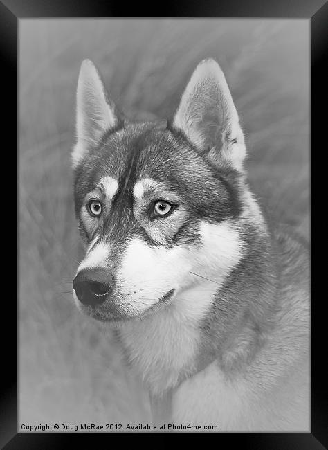 Siberian Husky Framed Print by Doug McRae