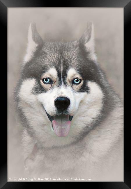 Siberian Husky 2 Framed Print by Doug McRae