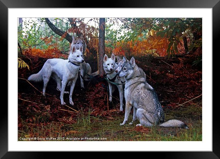 Pack Framed Mounted Print by Doug McRae