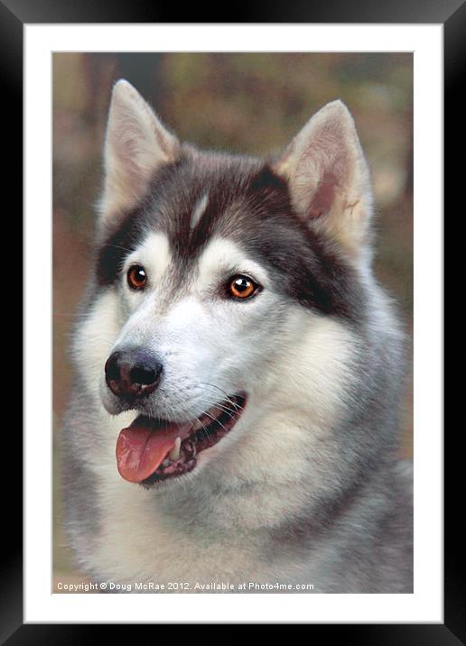 Husky Framed Mounted Print by Doug McRae