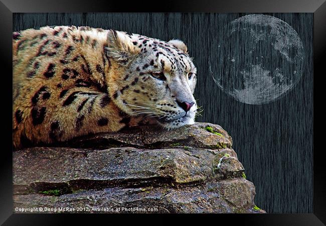 snow leopard Framed Print by Doug McRae