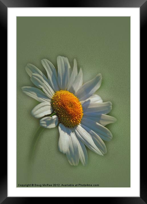daisy Framed Mounted Print by Doug McRae