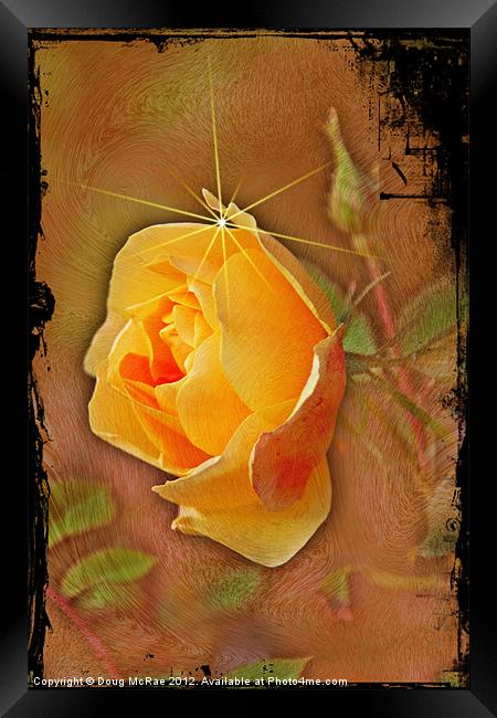 Peach rose Framed Print by Doug McRae