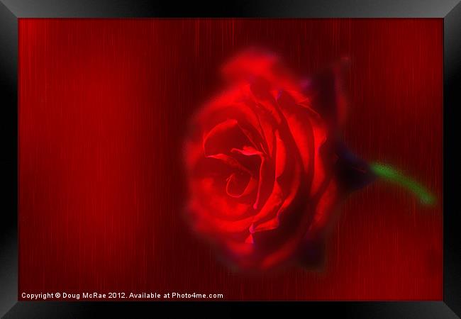 A Red rose Framed Print by Doug McRae