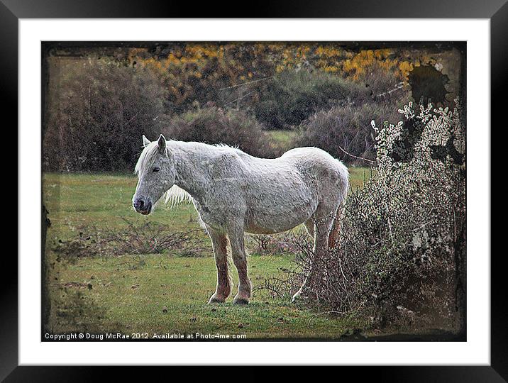 New Forest Pony Framed Mounted Print by Doug McRae