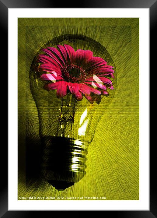 Flowering bulb Framed Mounted Print by Doug McRae