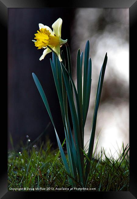 daffodil Framed Print by Doug McRae