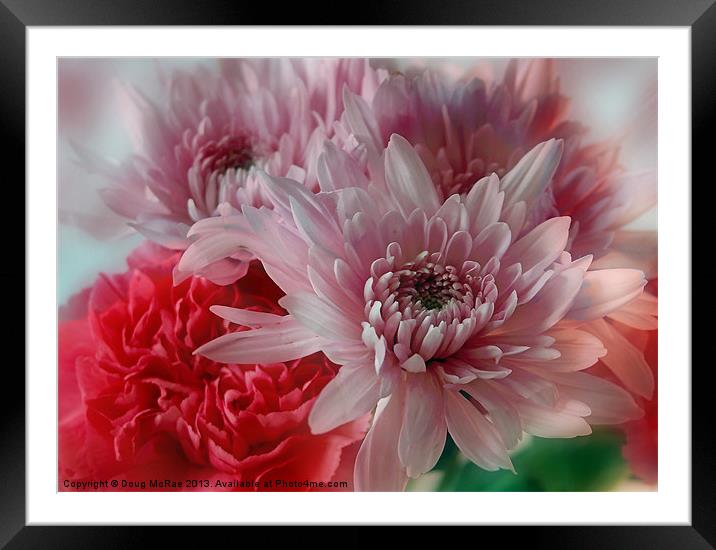 Carnation and Chrysanthemums Framed Mounted Print by Doug McRae