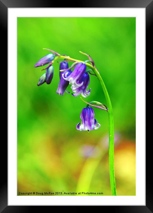 bluebell Framed Mounted Print by Doug McRae