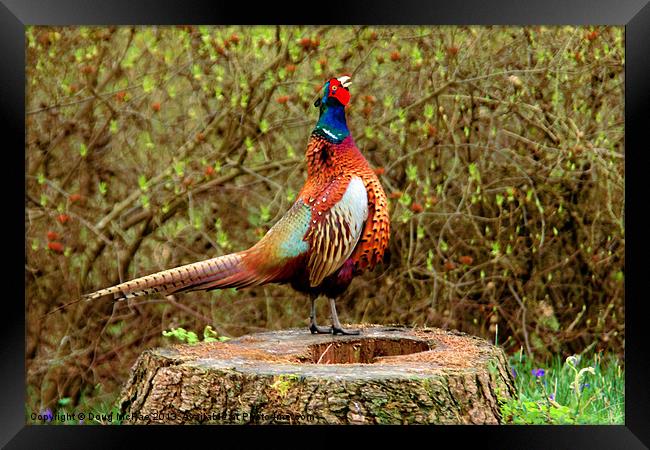 Ring-necked Pheasant Framed Print by Doug McRae