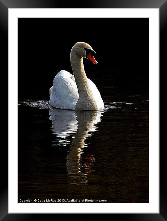 Lone swan Framed Mounted Print by Doug McRae