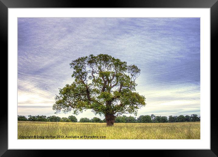 Old Oak tree Framed Mounted Print by Doug McRae