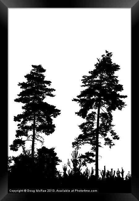 pine trees Framed Print by Doug McRae