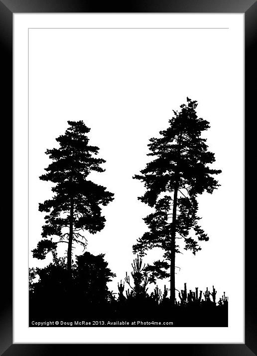 pine trees Framed Mounted Print by Doug McRae