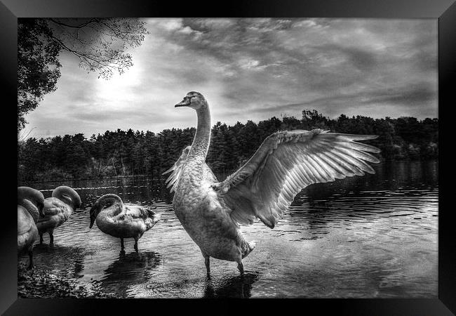 swan lake Framed Print by Doug McRae