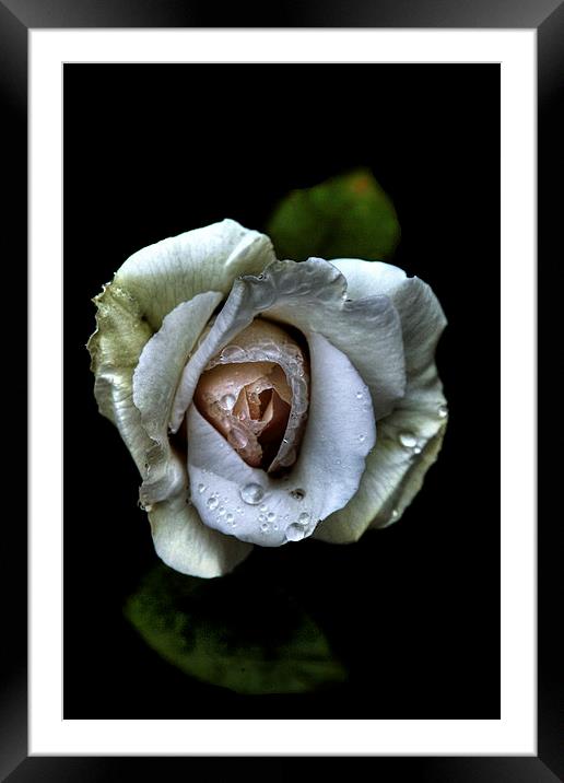 White rose Framed Mounted Print by Doug McRae