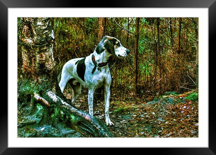 hound Framed Mounted Print by Doug McRae