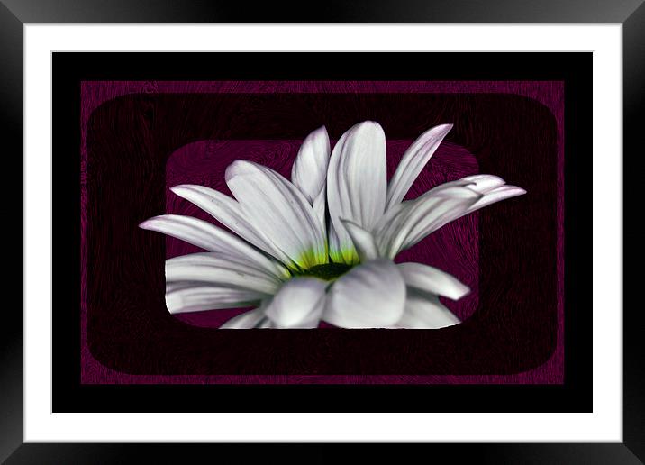 Gerbera Viridifolia Framed Mounted Print by Doug McRae