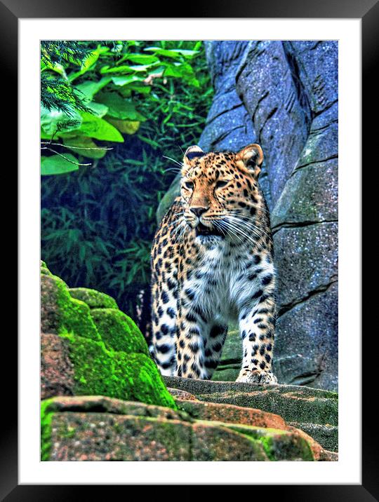 leopard Framed Mounted Print by Doug McRae