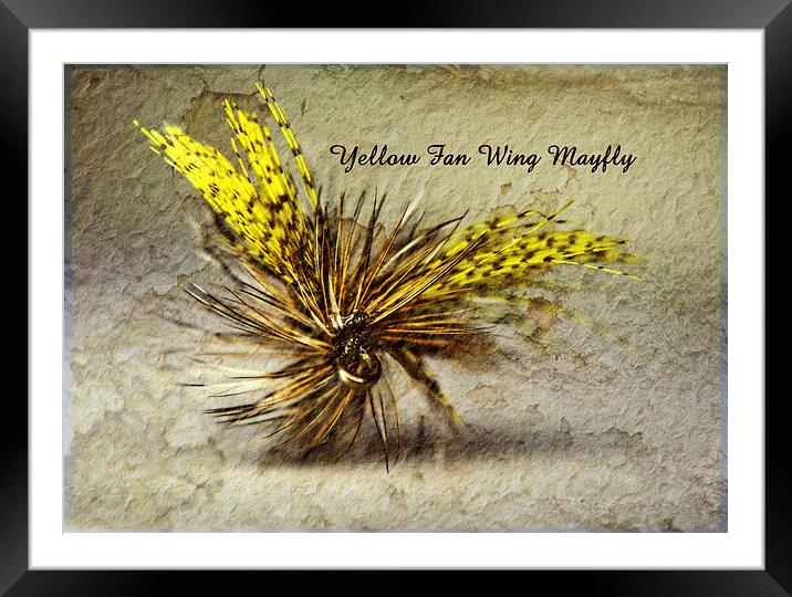 Yellow Fan Wing Mayfly Framed Mounted Print by Doug McRae