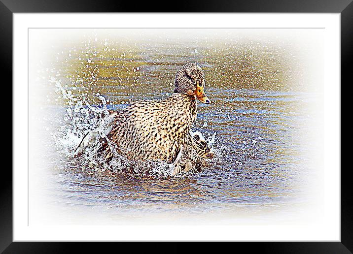 female blue-winged teal Framed Mounted Print by Doug McRae