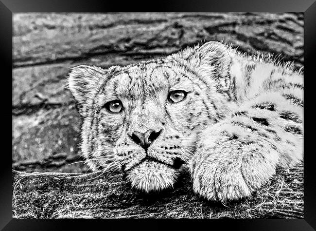 Snow leopard Framed Print by Doug McRae