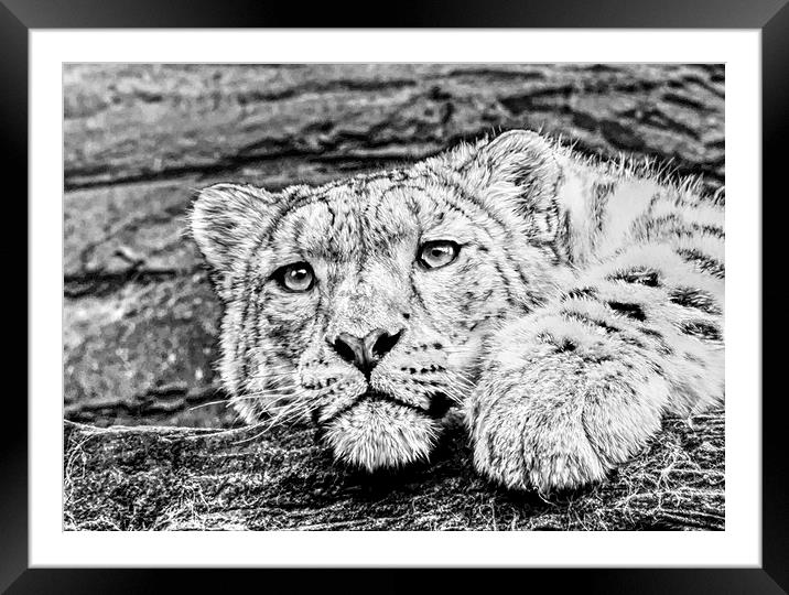 Snow leopard Framed Mounted Print by Doug McRae