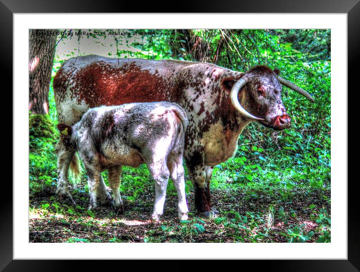  English Longhorn cow and calf Framed Mounted Print by Doug McRae