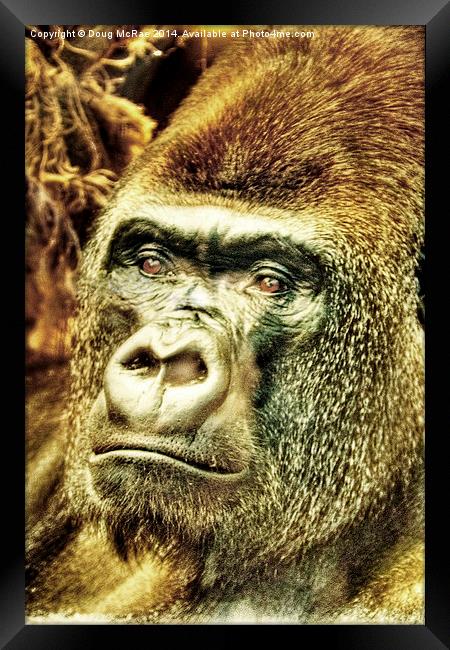  Gorilla Framed Print by Doug McRae