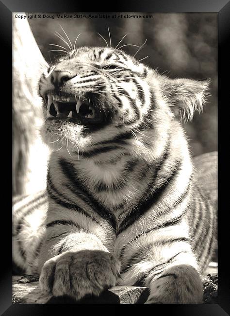  Tiger  Framed Print by Doug McRae