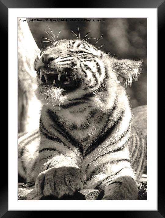  Tiger  Framed Mounted Print by Doug McRae