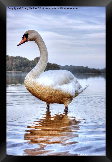  swan Framed Print by Doug McRae