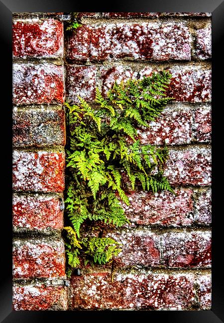  fern in wall Framed Print by Doug McRae