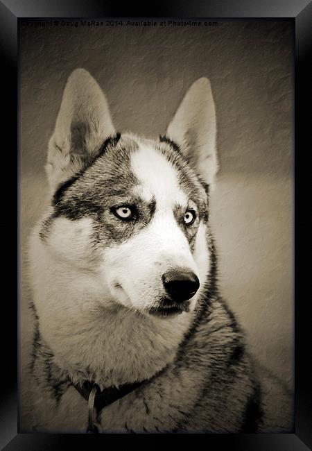  Siberian Husky 2 Framed Print by Doug McRae