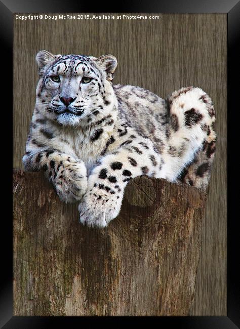  snow leopard Framed Print by Doug McRae