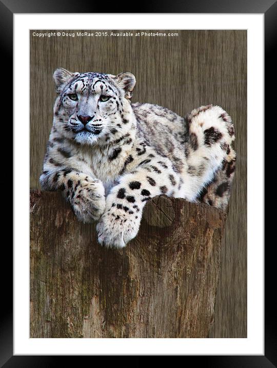  snow leopard Framed Mounted Print by Doug McRae