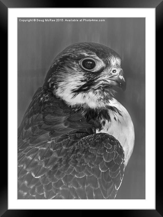  Cooper's hawk  Framed Mounted Print by Doug McRae