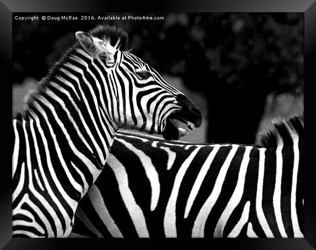 Zebra Framed Print by Doug McRae
