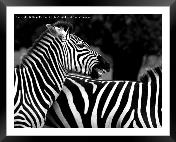Zebra Framed Mounted Print by Doug McRae