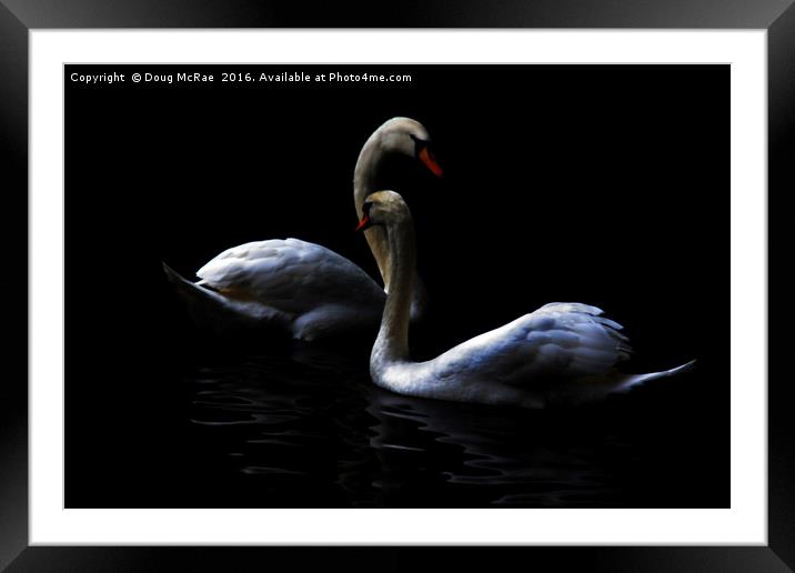 swans Framed Mounted Print by Doug McRae